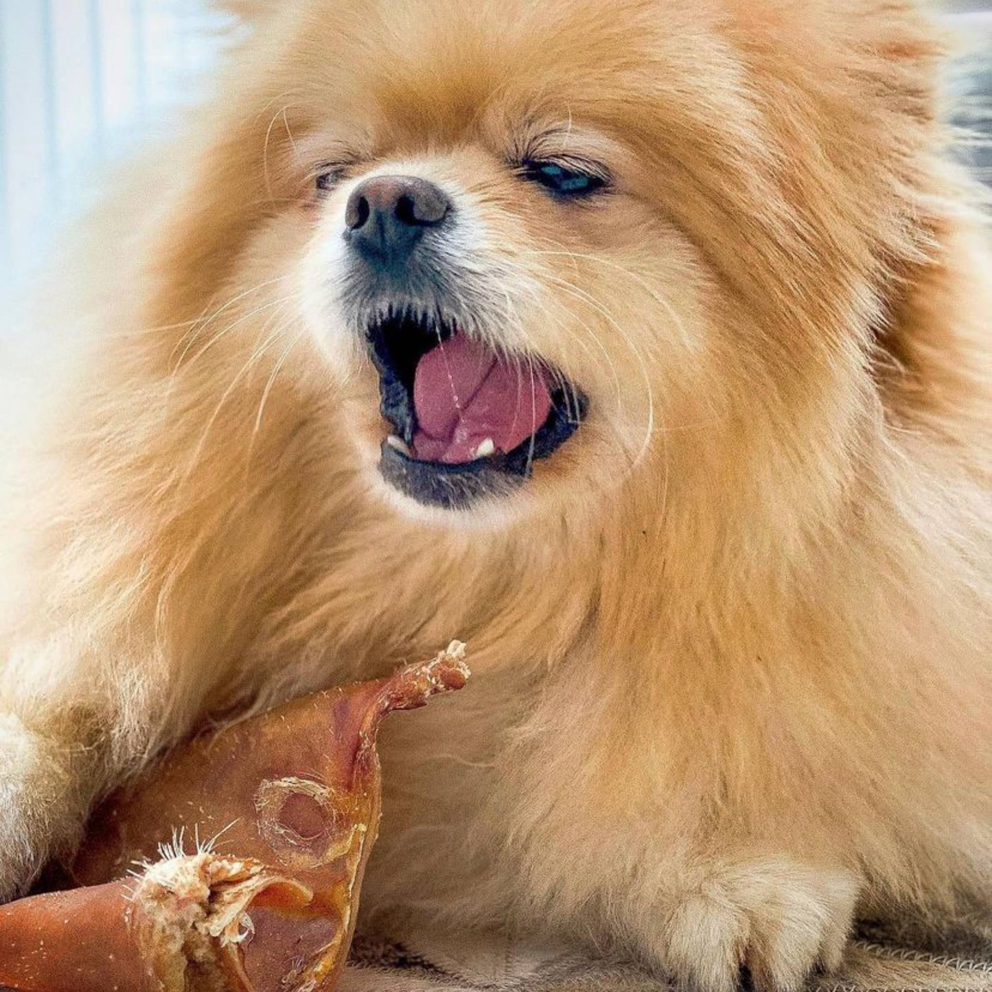 Pomeranian chewing a pig ear