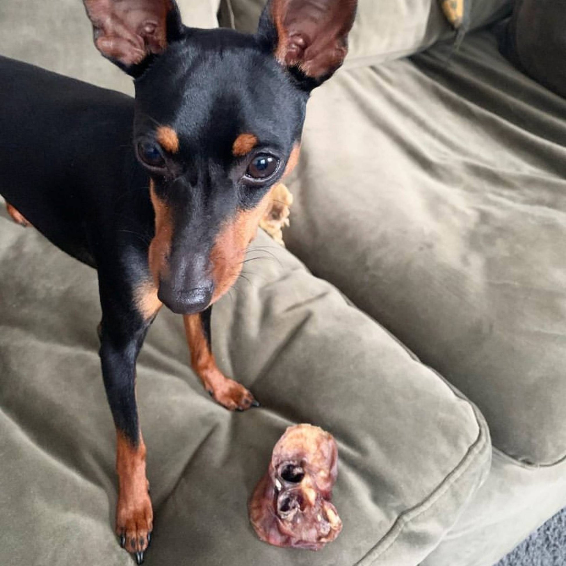 Dog eating a pig snout