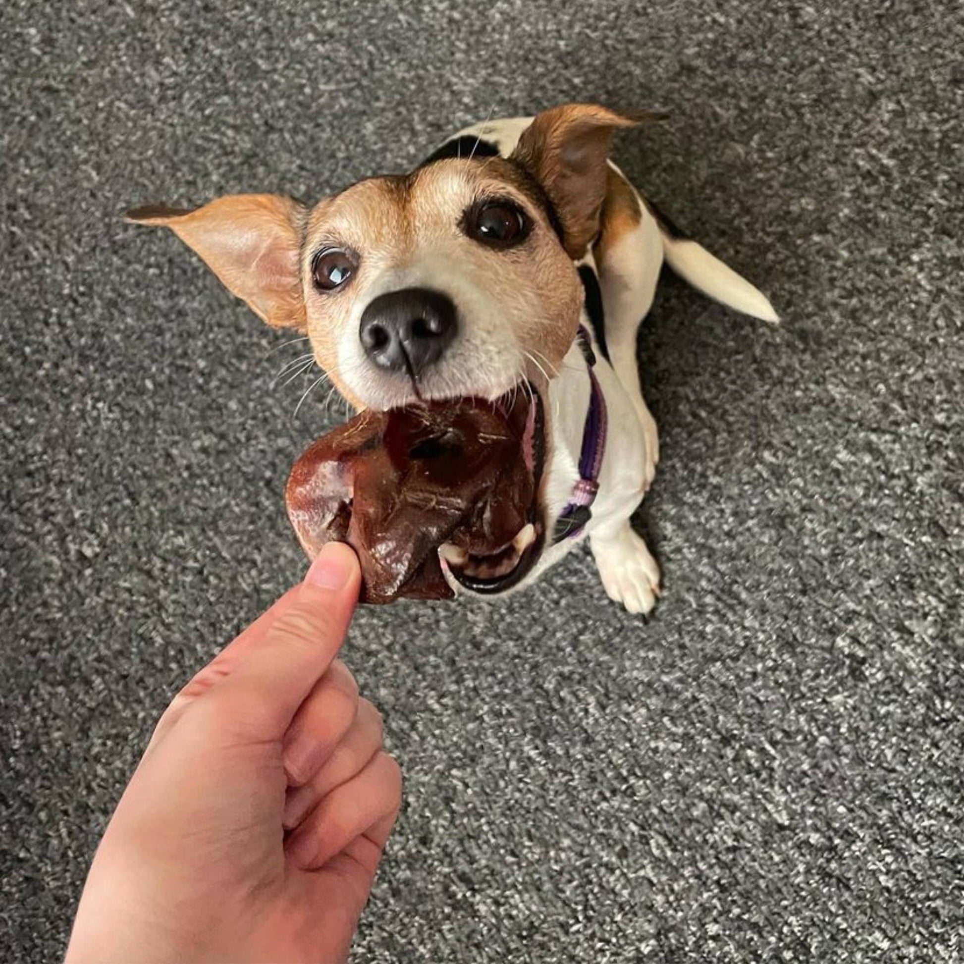 Jack russell with pig snout in mouth