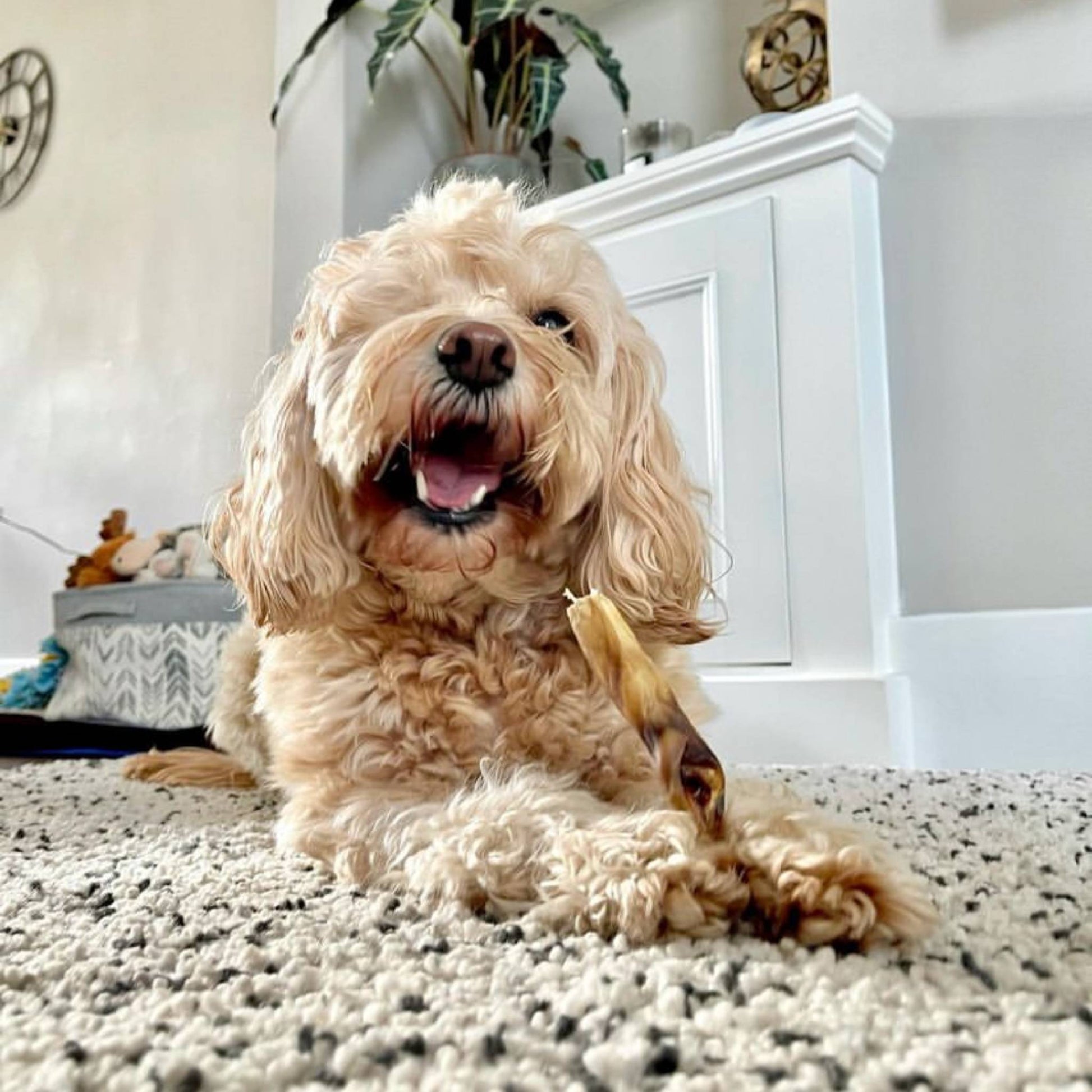 Dog eating a natural rabbit ear