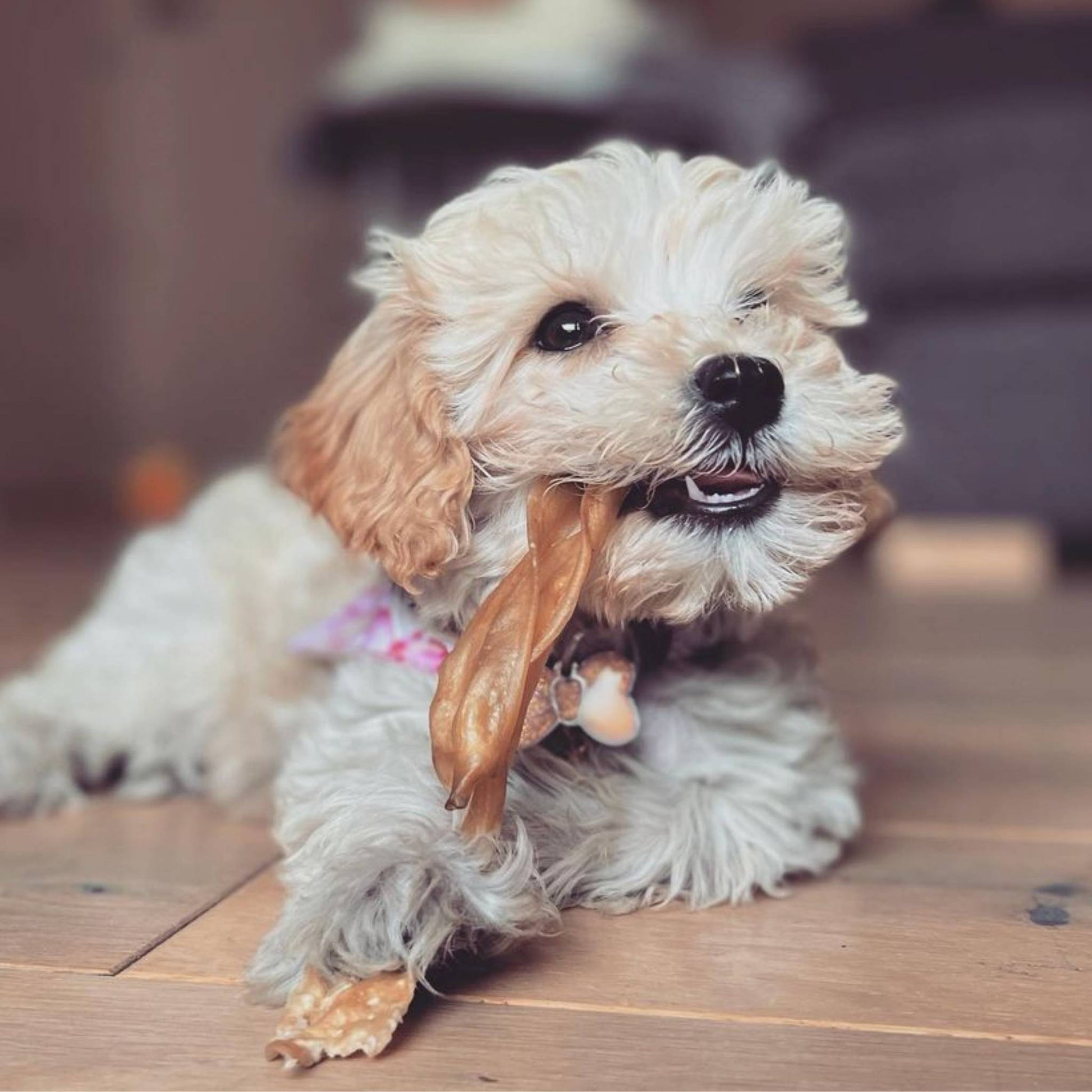 Puppy eating a rabbit ear chew