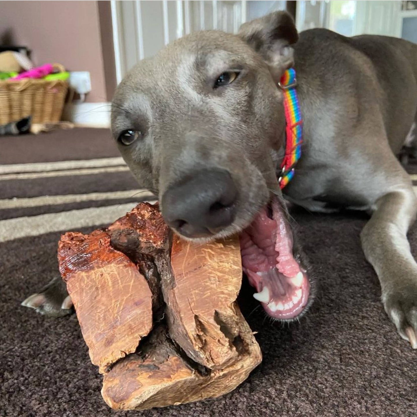 Dog eating root chew