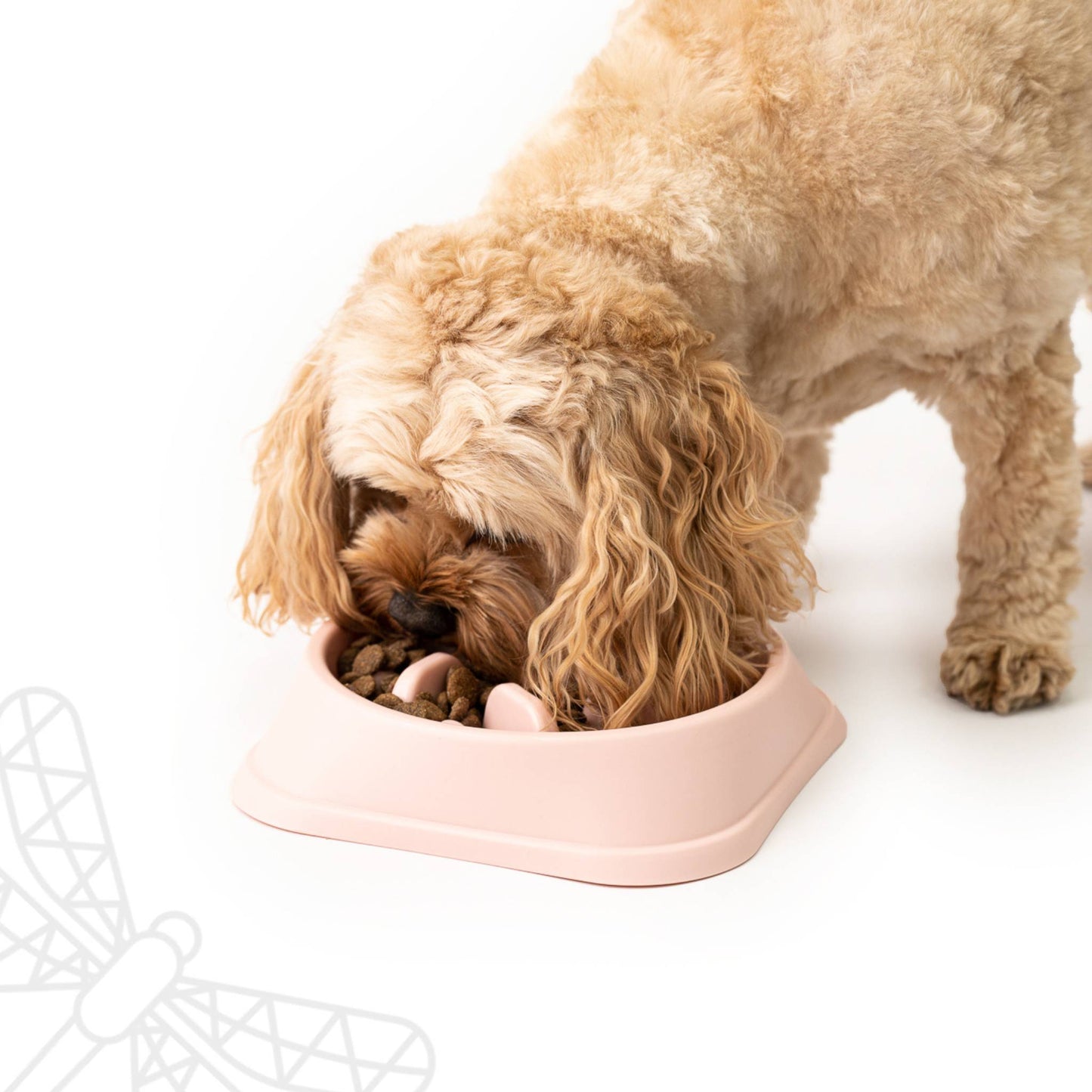 Cavapoo Eating Out Of Slow Feeder Dog Bowl