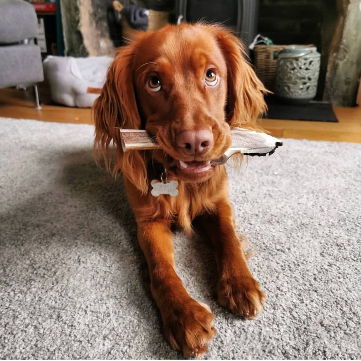 Spaniel with split deer antler in mouth