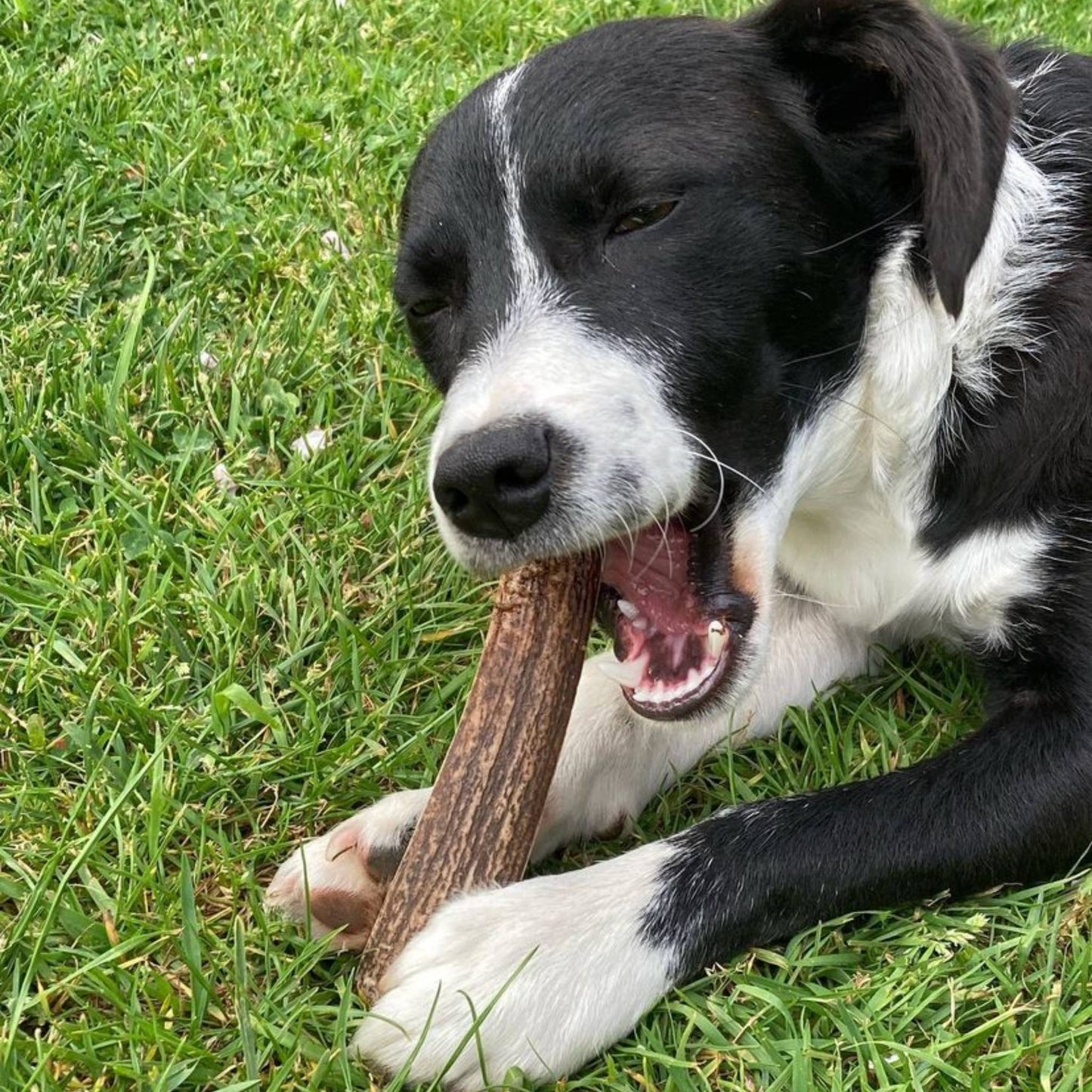 Dog eating a split deer antler