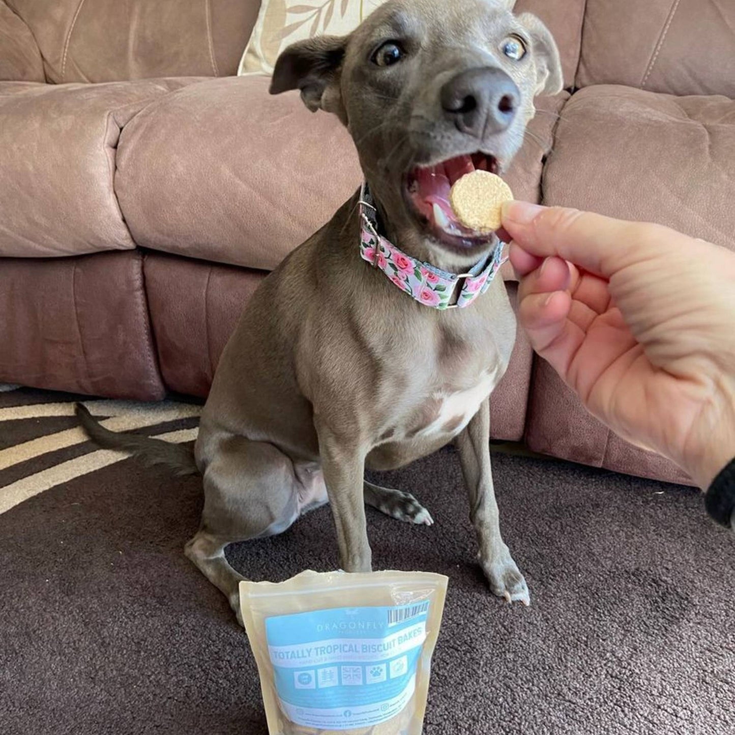 Dog eating a tropical biscuit