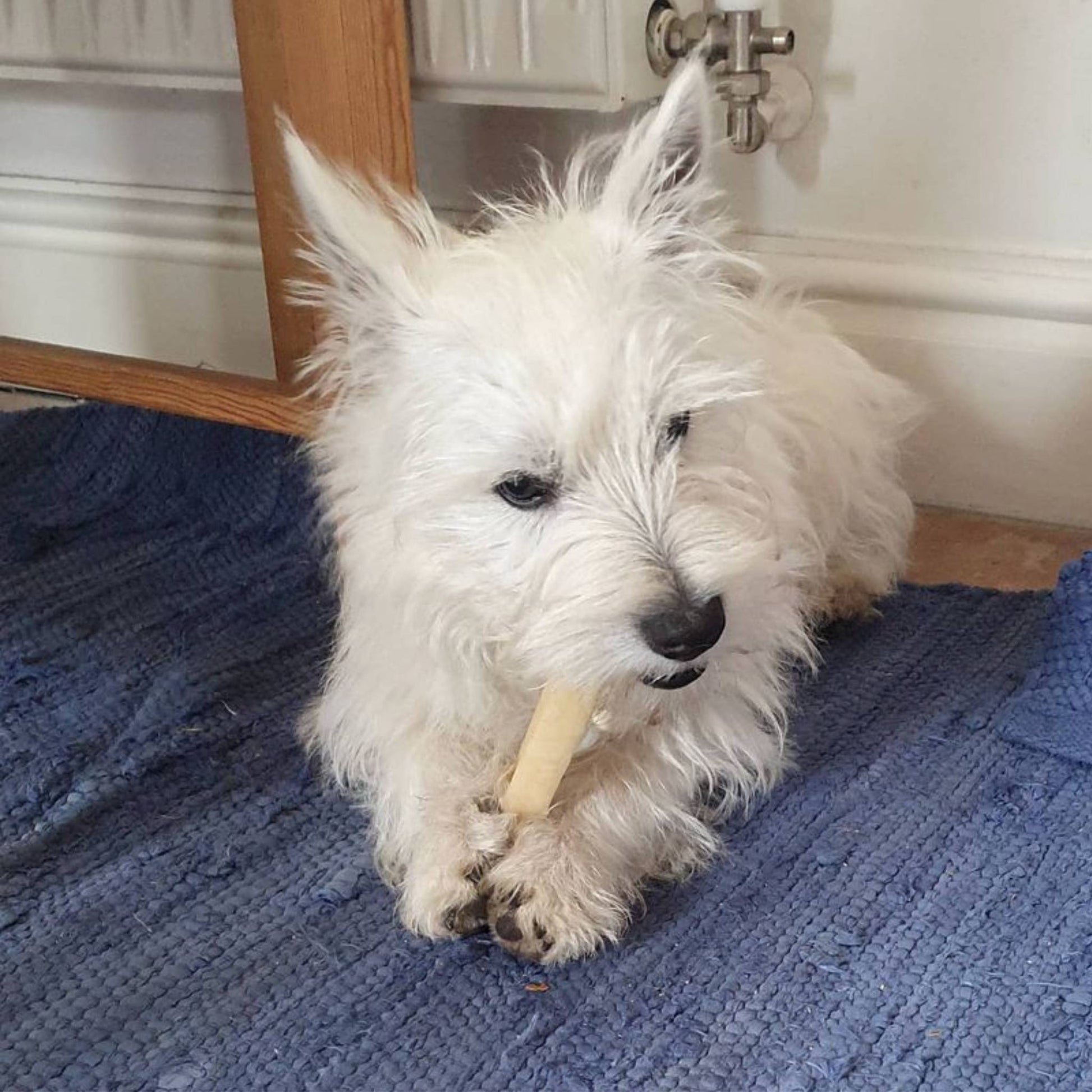 Dog eating a yak bar