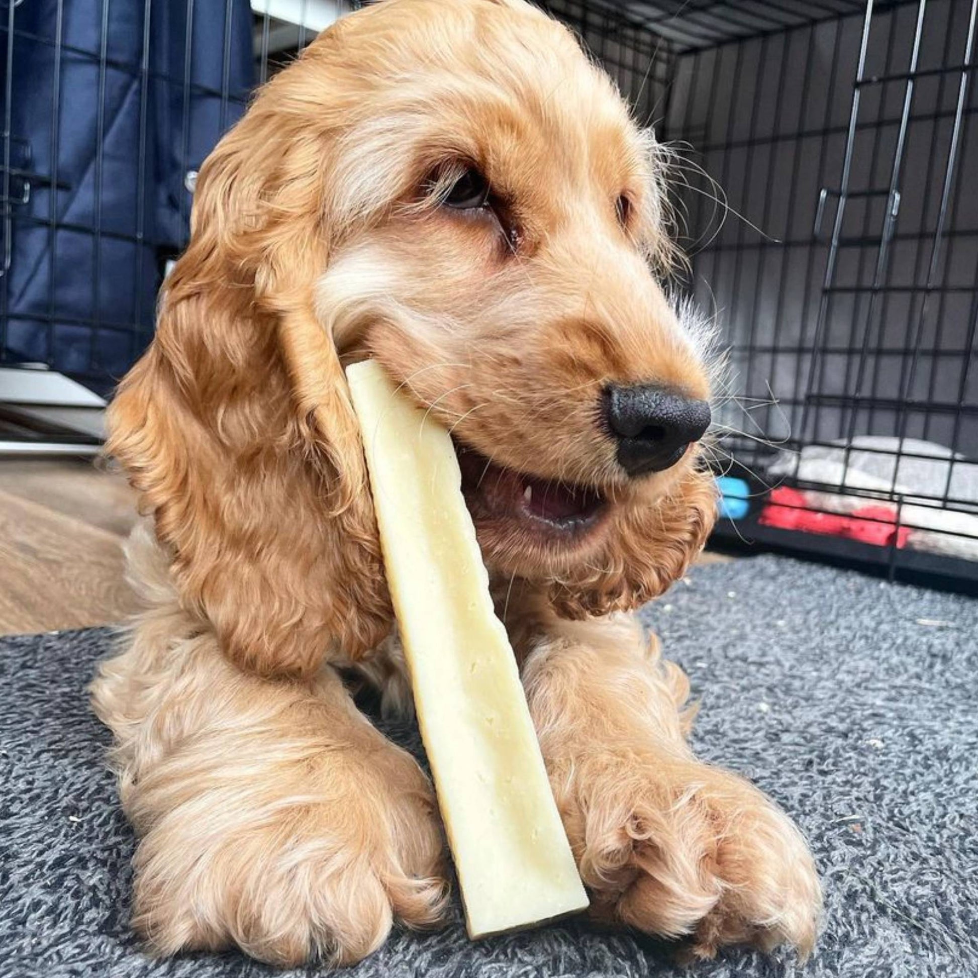 Spaniel eating a yak dog chew