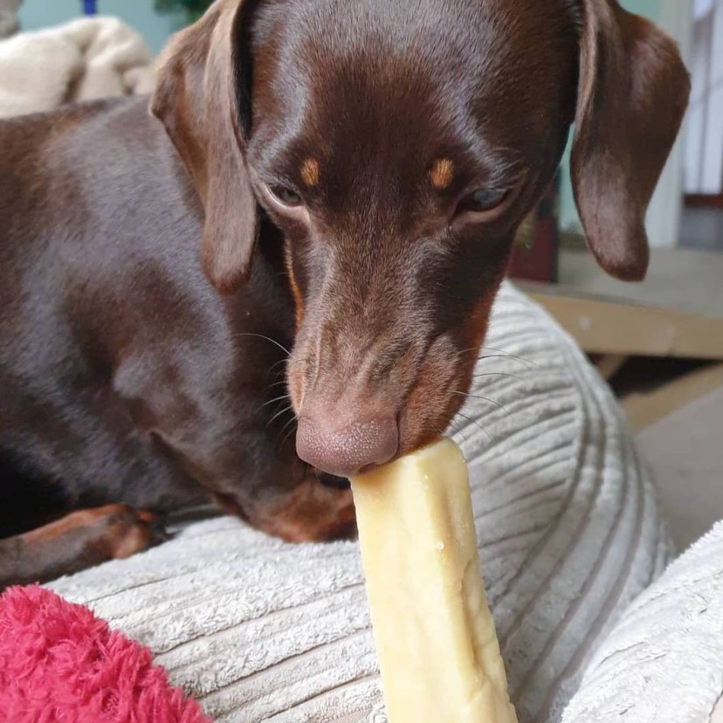 Dachshund eating a yak milk chew