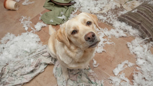 10 Signs Your Dog Might Feel Neglected