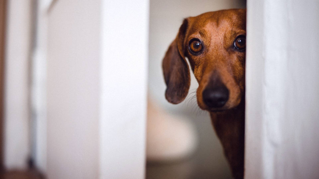 10 signs your dog may not love you