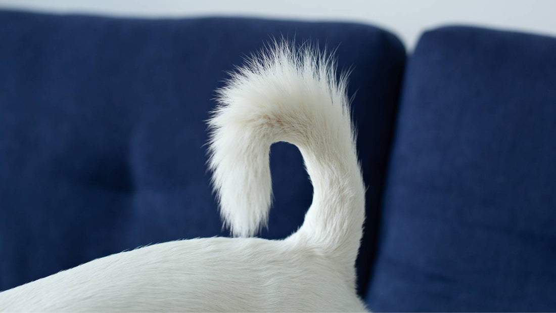 7 Reasons Why Dogs Bite Their Tails