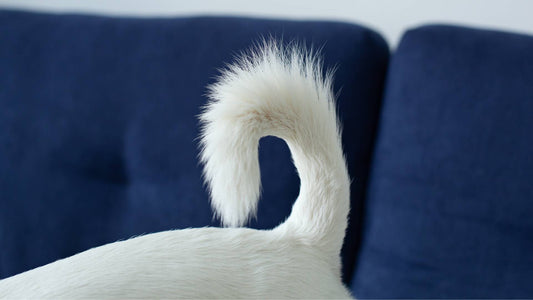 7 Reasons Why Dogs Bite Their Tails