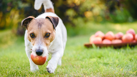 is it ok for dogs to eat apple?