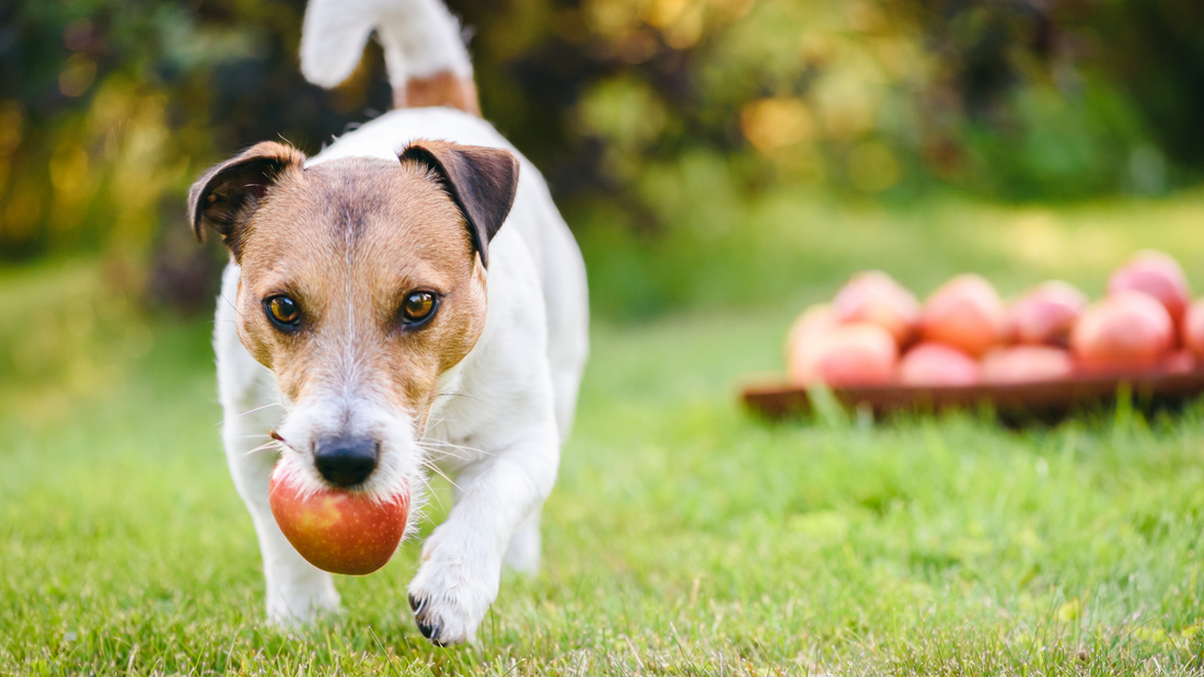 Apple is good for hot sale dog