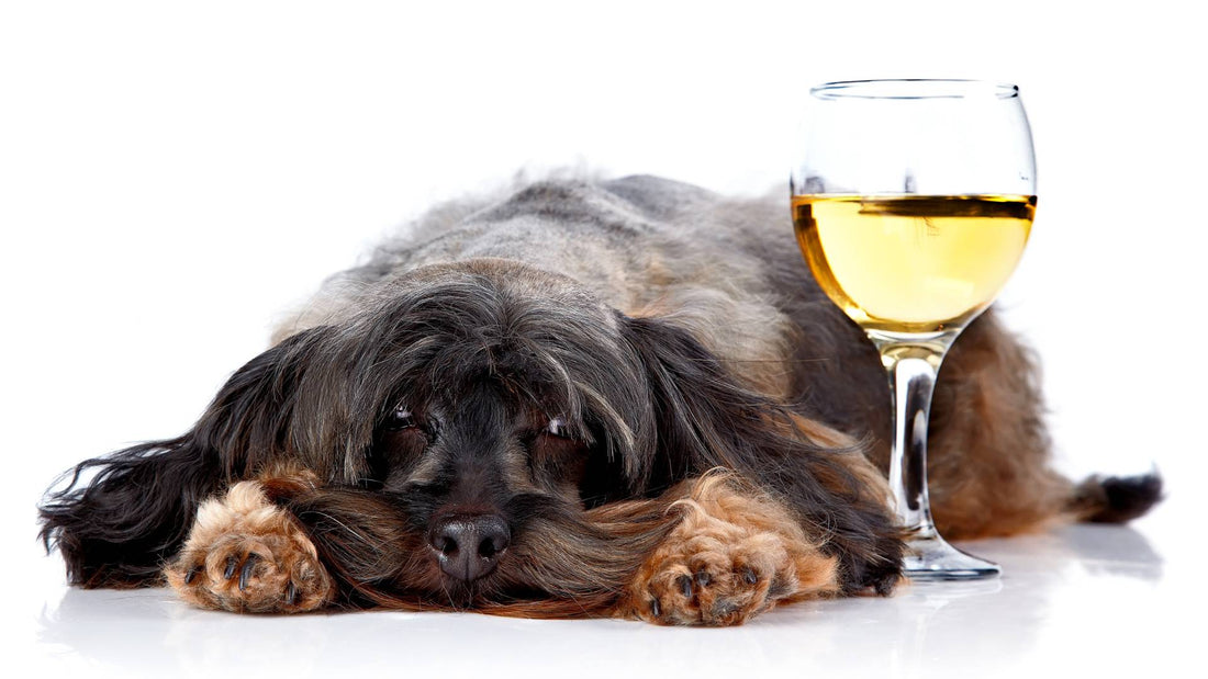 Can Dogs Drink Alcohol