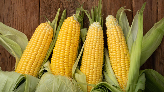 Can Dogs Eat Corn on the Cob
