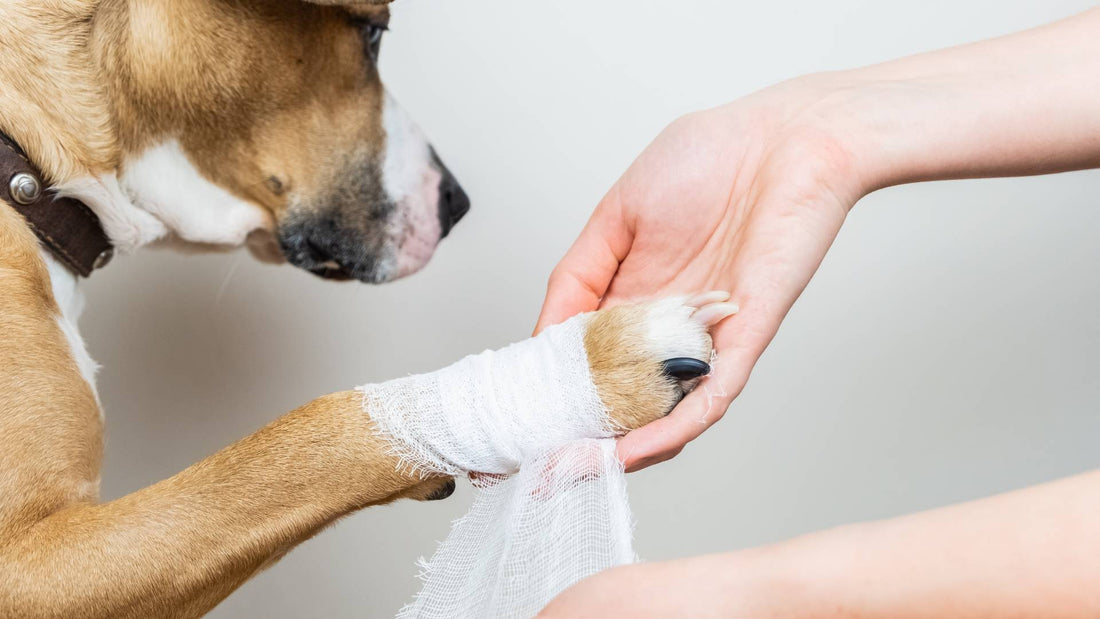 Can I put Sudocrem on my dog?