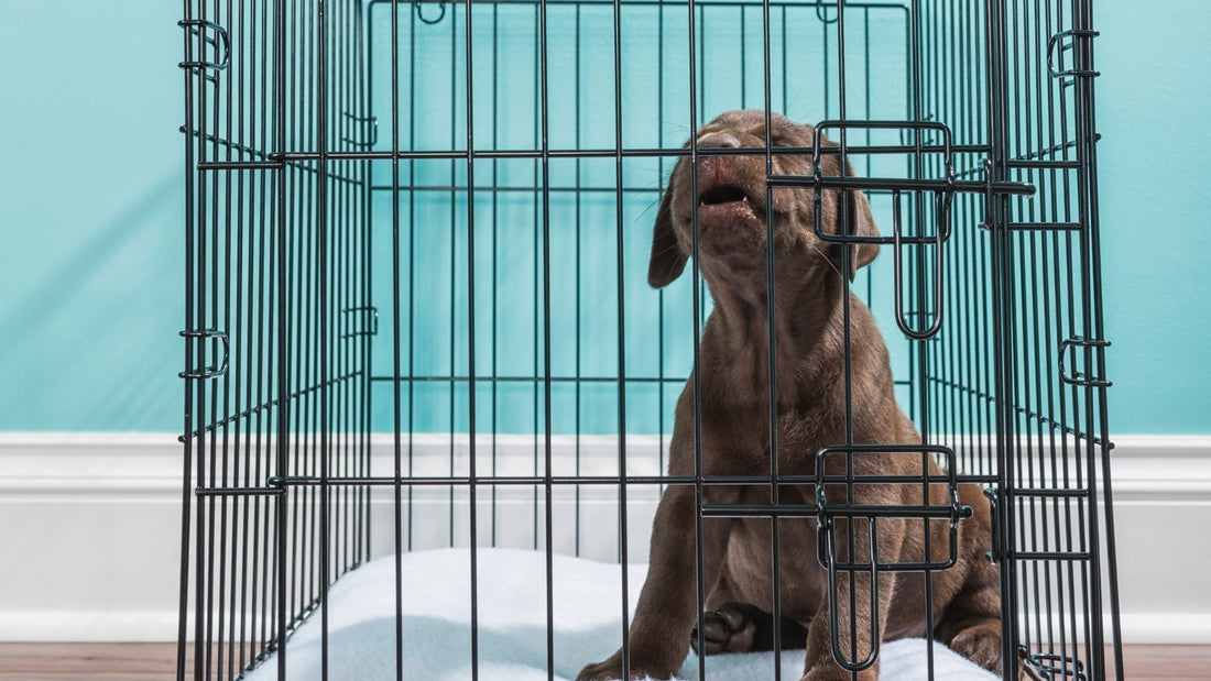Puppy Crate Training