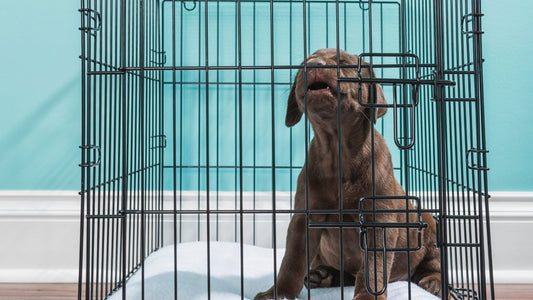 Puppy Crate Training