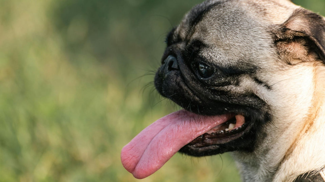 Dog Panting When Not Hot