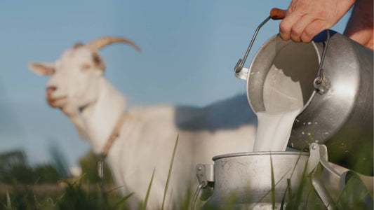 The Benefits of Goat Milk for Dogs