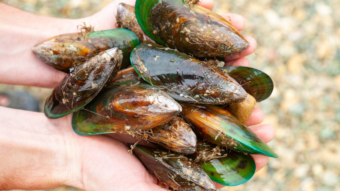 Green Lipped Mussel Powder for Dogs