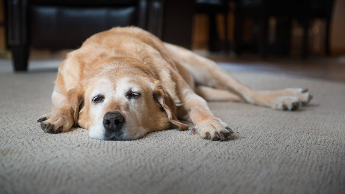 How can I tell if my dog is in pain?