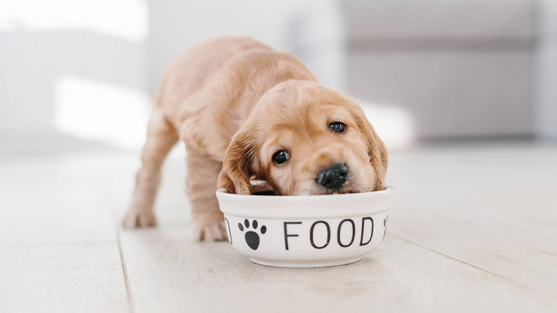 How soon can I change my puppy’s dry food?
