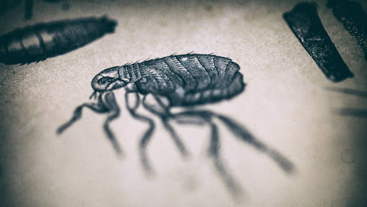 Fleas on Dogs