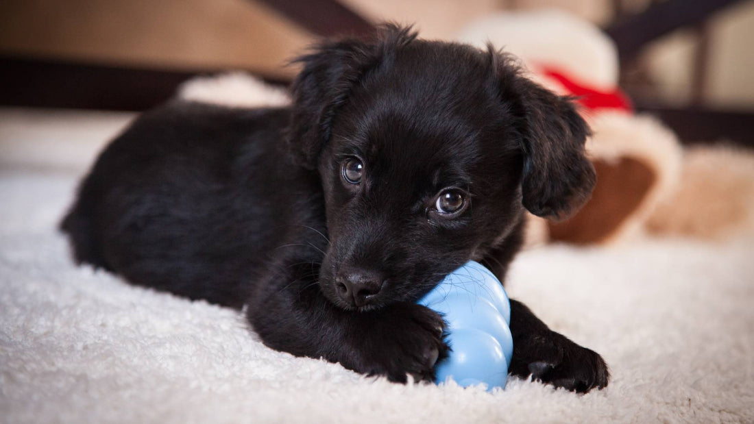 Puppy Teething: Understanding and Supporting Your Puppy