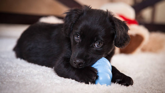 Puppy Teething: Understanding and Supporting Your Puppy