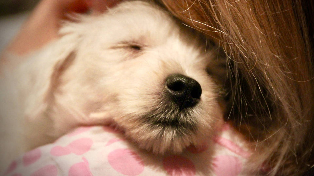 how long can you leave a dog alone?