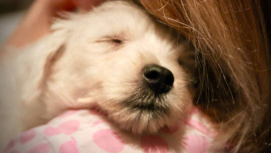 how long can you leave a dog alone?