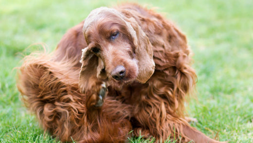 Ear Plucking for dogs