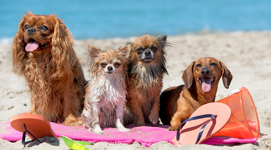 Best Bank Holiday Ideas for Dog Owners