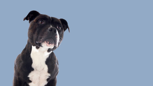 Staffordshire Bull Terrier