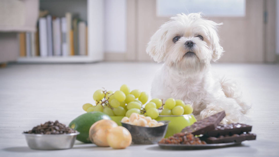 Toxic food for dogs