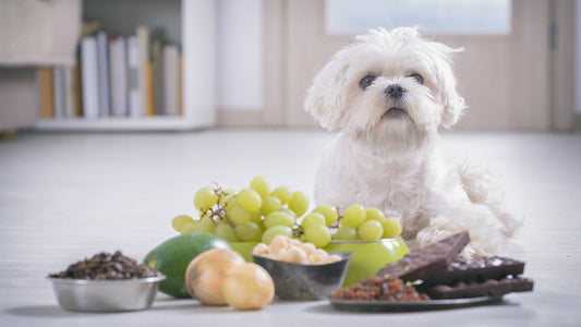 Toxic food for dogs
