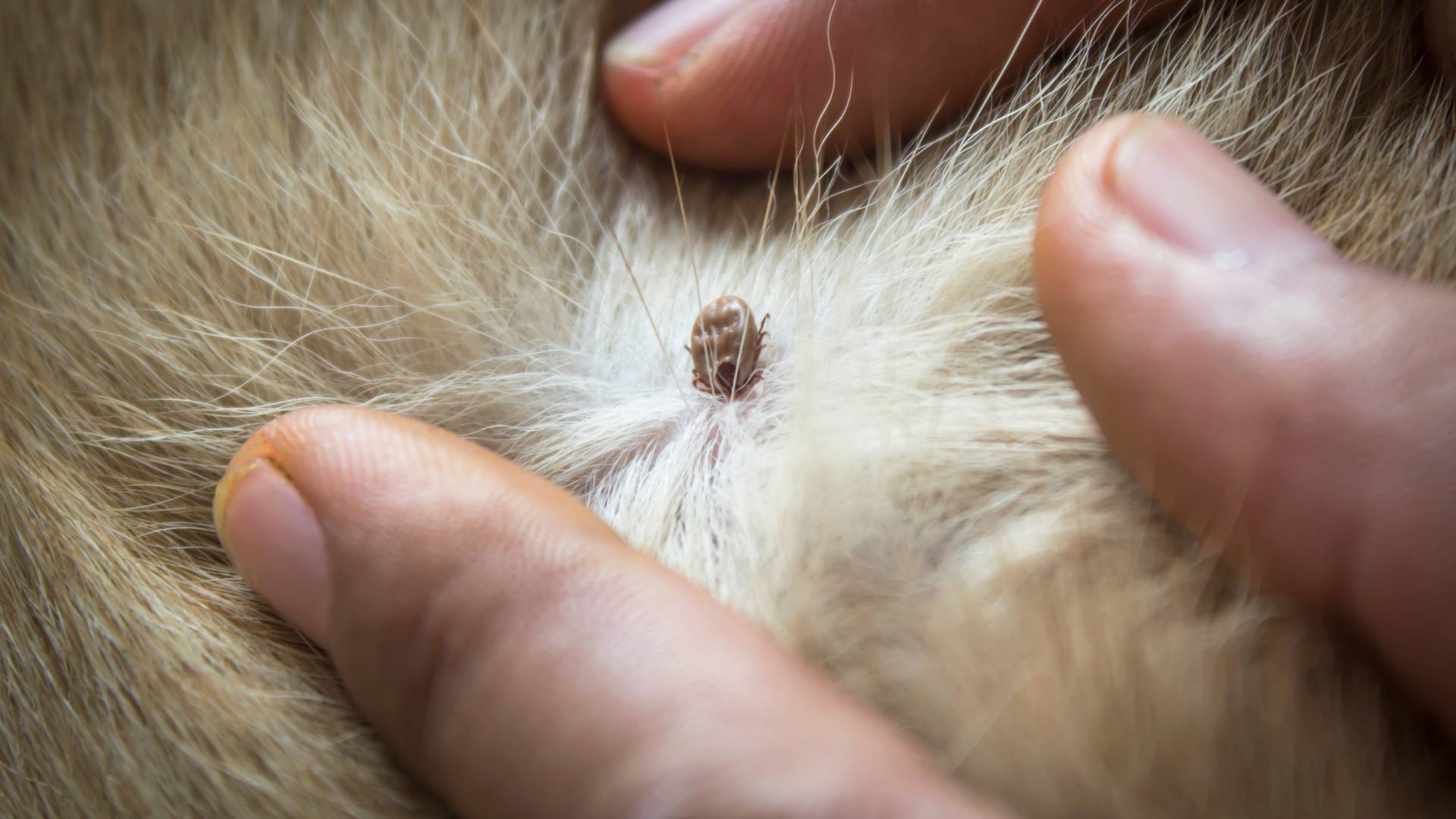 How To Remove A Tick From A Dog | Dragonfly Products