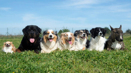 Understanding the Expected Weights of Adult Dog Breeds