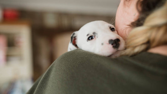 Understanding the Puppy Blues