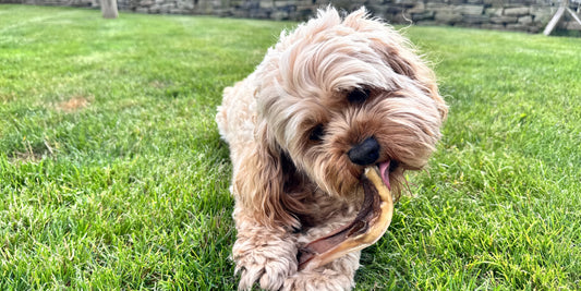 Dog Chew Safety: A Complete Guide