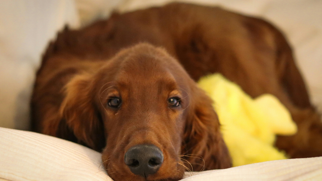Dgg Reverse What Is Reverse Sneezing in Dogs? | Dragonfly Products