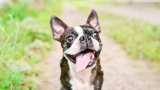 What Causes Bad Breath In Dogs?