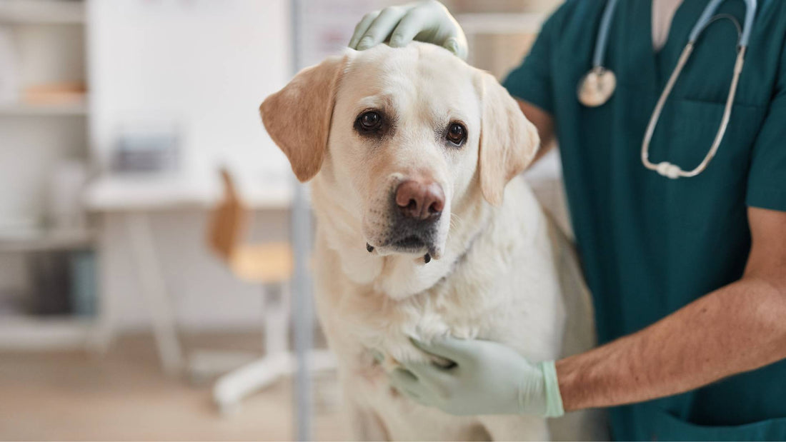 What are the signs of arthritis in dogs?