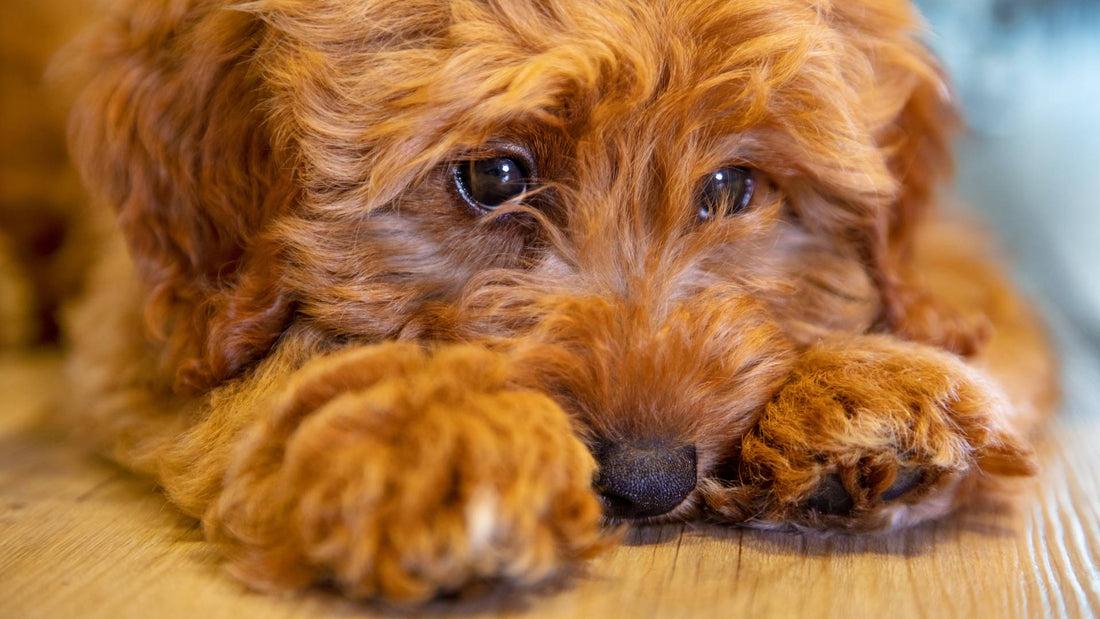 What can I give my dog for constipation?