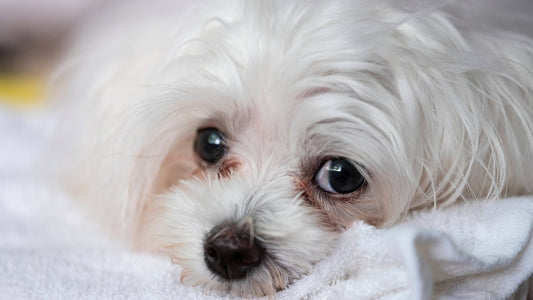 What causes tear stains in dogs?