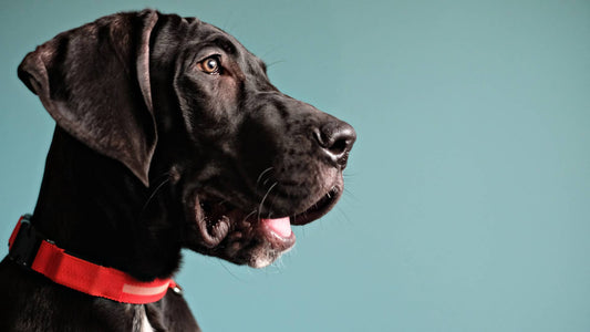 What is Bloat in dogs?