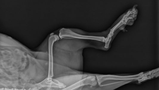 What is Chondroitin for Dogs?